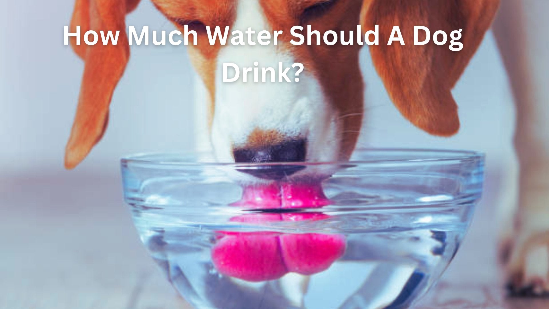 How Much Water Should A Dog Drink? 